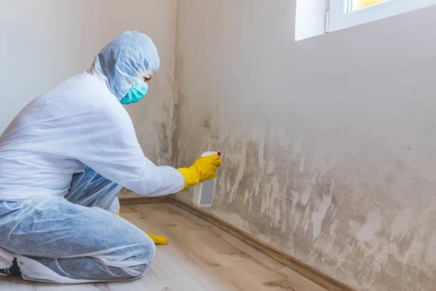 Licensed Commercial Mold Remediation service in Brandon, FL - WQB Mold Removal