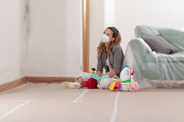 Reliable Commercial Mold Remediation contractor in Brandon, FL by WQB Mold Removal